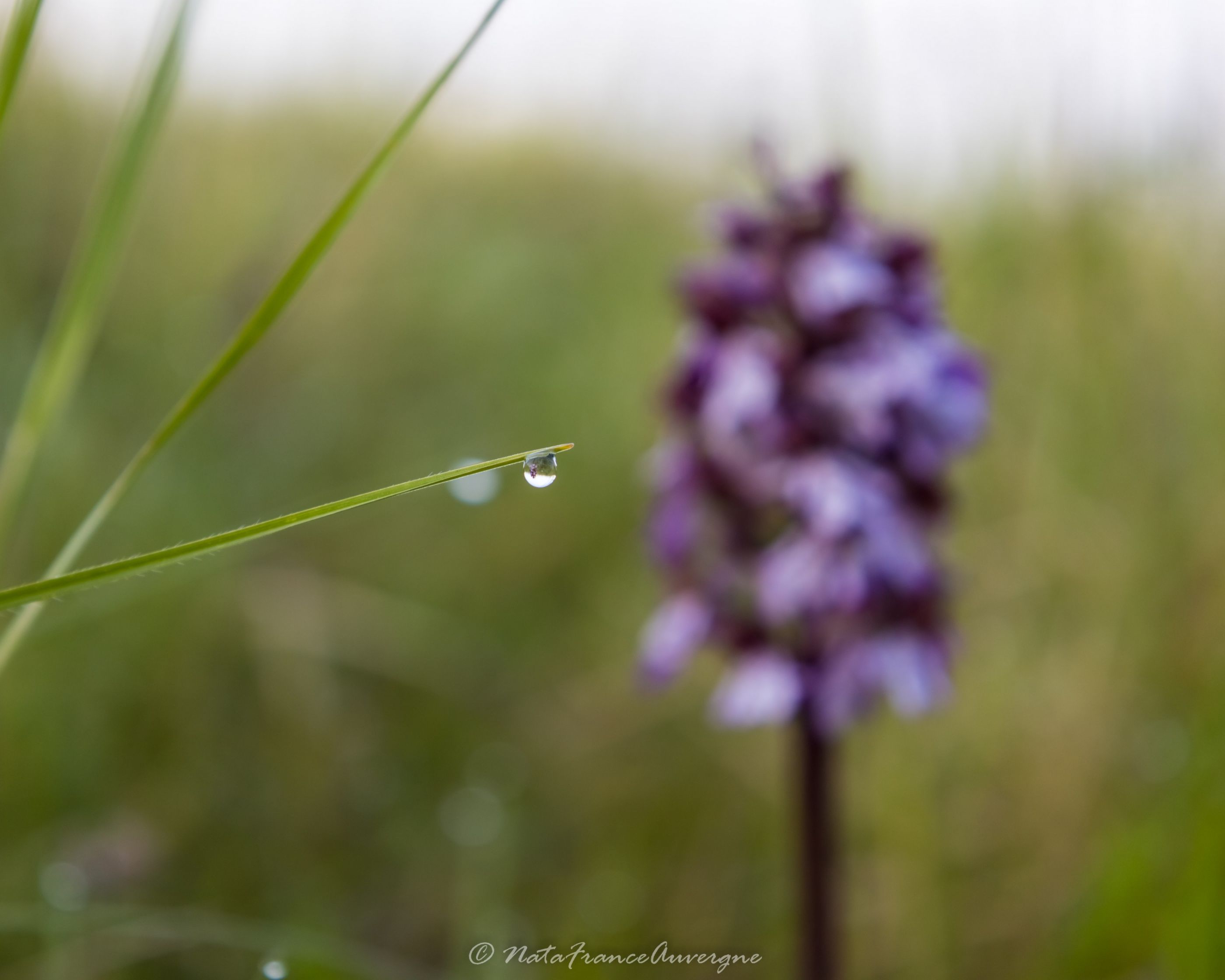 Walk @NataFranceAuvergne-5